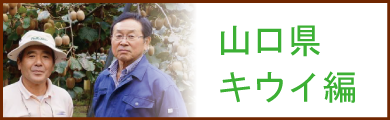 山口県阿武町　キウイ