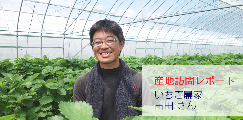 【産地訪問レポート】いちご農家 古田さん