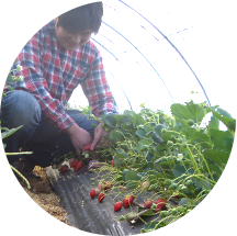 果物・野菜は国産のものを使用