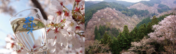 やたがらす　吉野千本桜　純米吟醸