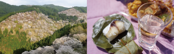 吉野千本桜　純米