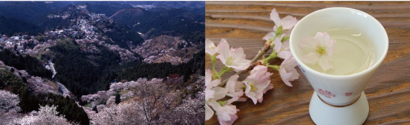 やたがらす　吉野千本桜　純真大吟醸