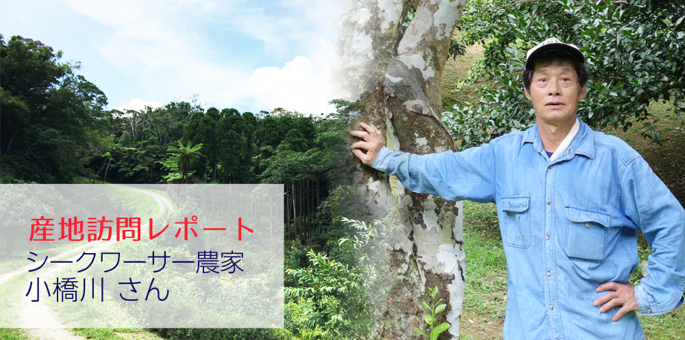 【産地訪問レポート】シークワーサー農家 小橋川さん